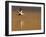 Male Eider (Somateria Mollissima) in Flight over Water, Aberdeenshire , Scotland, UK, February-Mark Hamblin-Framed Photographic Print