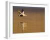 Male Eider (Somateria Mollissima) in Flight over Water, Aberdeenshire , Scotland, UK, February-Mark Hamblin-Framed Photographic Print