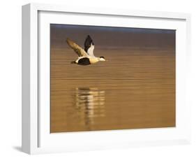 Male Eider (Somateria Mollissima) in Flight over Water, Aberdeenshire , Scotland, UK, February-Mark Hamblin-Framed Photographic Print