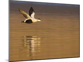 Male Eider (Somateria Mollissima) in Flight over Water, Aberdeenshire , Scotland, UK, February-Mark Hamblin-Mounted Photographic Print