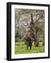 Male Elephant standing on hind legs to reach acacia pods. Mana Pools National Park, Zimbabwe-Tony Heald-Framed Photographic Print