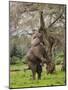 Male Elephant standing on hind legs to reach acacia pods. Mana Pools National Park, Zimbabwe-Tony Heald-Mounted Photographic Print