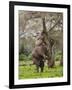 Male Elephant standing on hind legs to reach acacia pods. Mana Pools National Park, Zimbabwe-Tony Heald-Framed Photographic Print