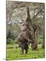Male Elephant standing on hind legs to reach acacia pods. Mana Pools National Park, Zimbabwe-Tony Heald-Mounted Photographic Print
