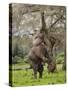 Male Elephant standing on hind legs to reach acacia pods. Mana Pools National Park, Zimbabwe-Tony Heald-Stretched Canvas