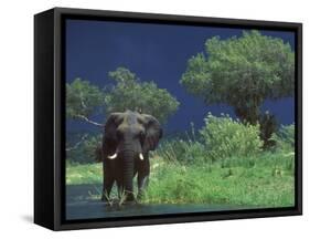 Male Elephant under Stormy Skies on Bank of Zambezi River, Zimbabwe-John Warburton-lee-Framed Stretched Canvas