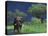 Male Elephant under Stormy Skies on Bank of Zambezi River, Zimbabwe-John Warburton-lee-Stretched Canvas