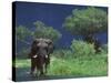 Male Elephant under Stormy Skies on Bank of Zambezi River, Zimbabwe-John Warburton-lee-Stretched Canvas