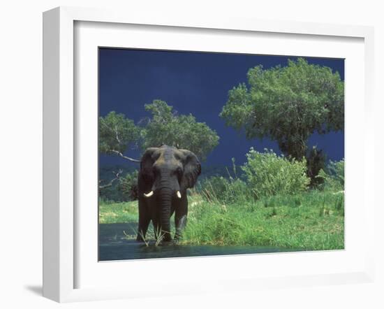 Male Elephant under Stormy Skies on Bank of Zambezi River, Zimbabwe-John Warburton-lee-Framed Photographic Print