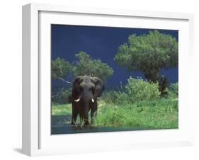 Male Elephant under Stormy Skies on Bank of Zambezi River, Zimbabwe-John Warburton-lee-Framed Photographic Print