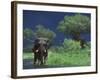 Male Elephant under Stormy Skies on Bank of Zambezi River, Zimbabwe-John Warburton-lee-Framed Photographic Print