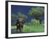 Male Elephant under Stormy Skies on Bank of Zambezi River, Zimbabwe-John Warburton-lee-Framed Photographic Print