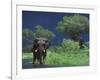 Male Elephant under Stormy Skies on Bank of Zambezi River, Zimbabwe-John Warburton-lee-Framed Photographic Print