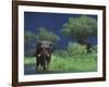 Male Elephant under Stormy Skies on Bank of Zambezi River, Zimbabwe-John Warburton-lee-Framed Photographic Print