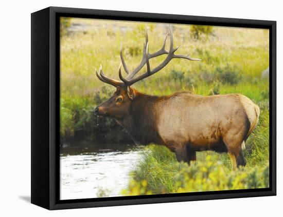 Male Elk at Creek: Moraine Park, Rocky Mountain National Park, Colorado, USA-Michel Hersen-Framed Stretched Canvas