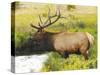 Male Elk at Creek: Moraine Park, Rocky Mountain National Park, Colorado, USA-Michel Hersen-Stretched Canvas