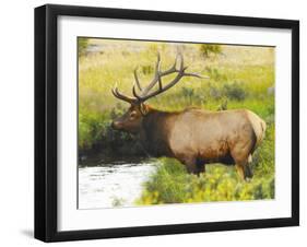 Male Elk at Creek: Moraine Park, Rocky Mountain National Park, Colorado, USA-Michel Hersen-Framed Premium Photographic Print