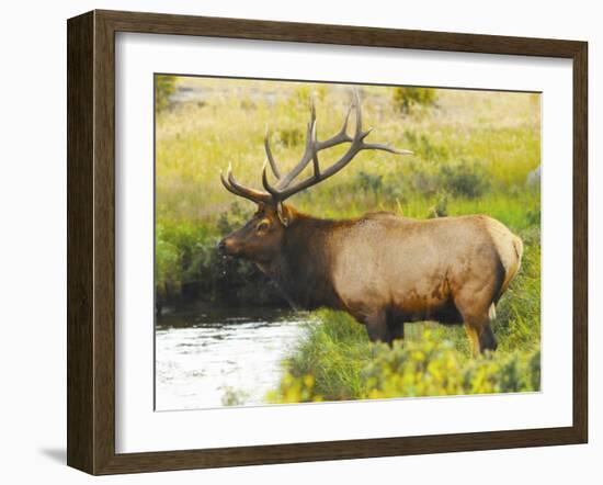 Male Elk at Creek: Moraine Park, Rocky Mountain National Park, Colorado, USA-Michel Hersen-Framed Photographic Print