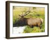 Male Elk at Creek: Moraine Park, Rocky Mountain National Park, Colorado, USA-Michel Hersen-Framed Photographic Print