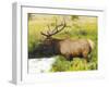 Male Elk at Creek: Moraine Park, Rocky Mountain National Park, Colorado, USA-Michel Hersen-Framed Photographic Print