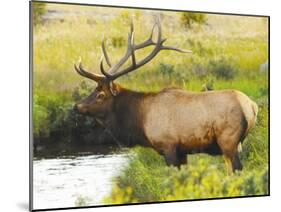 Male Elk at Creek: Moraine Park, Rocky Mountain National Park, Colorado, USA-Michel Hersen-Mounted Photographic Print