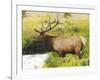 Male Elk at Creek: Moraine Park, Rocky Mountain National Park, Colorado, USA-Michel Hersen-Framed Photographic Print