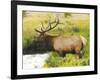 Male Elk at Creek: Moraine Park, Rocky Mountain National Park, Colorado, USA-Michel Hersen-Framed Photographic Print