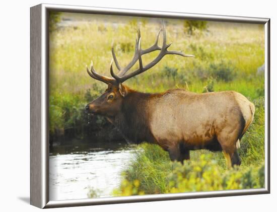 Male Elk at Creek: Moraine Park, Rocky Mountain National Park, Colorado, USA-Michel Hersen-Framed Photographic Print