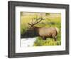Male Elk at Creek: Moraine Park, Rocky Mountain National Park, Colorado, USA-Michel Hersen-Framed Photographic Print