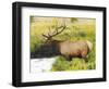 Male Elk at Creek: Moraine Park, Rocky Mountain National Park, Colorado, USA-Michel Hersen-Framed Photographic Print