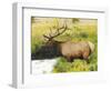 Male Elk at Creek: Moraine Park, Rocky Mountain National Park, Colorado, USA-Michel Hersen-Framed Photographic Print