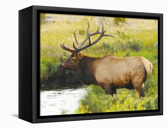 Male Elk at Creek: Moraine Park, Rocky Mountain National Park, Colorado, USA-Michel Hersen-Framed Stretched Canvas