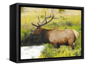 Male Elk at Creek: Moraine Park, Rocky Mountain National Park, Colorado, USA-Michel Hersen-Framed Stretched Canvas