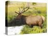 Male Elk at Creek: Moraine Park, Rocky Mountain National Park, Colorado, USA-Michel Hersen-Stretched Canvas