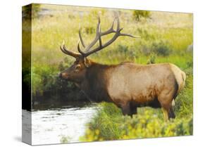 Male Elk at Creek: Moraine Park, Rocky Mountain National Park, Colorado, USA-Michel Hersen-Stretched Canvas