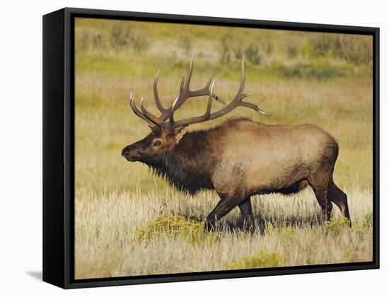 Male Elk Bugling: Moraine Park, Rocky Mountain National Park, Colorado, USA-Michel Hersen-Framed Stretched Canvas