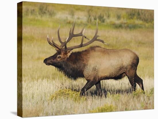 Male Elk Bugling: Moraine Park, Rocky Mountain National Park, Colorado, USA-Michel Hersen-Stretched Canvas