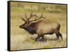 Male Elk Bugling: Moraine Park, Rocky Mountain National Park, Colorado, USA-Michel Hersen-Framed Stretched Canvas