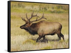 Male Elk Bugling: Moraine Park, Rocky Mountain National Park, Colorado, USA-Michel Hersen-Framed Stretched Canvas