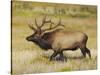 Male Elk Bugling: Moraine Park, Rocky Mountain National Park, Colorado, USA-Michel Hersen-Stretched Canvas