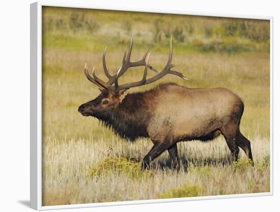 Male Elk Bugling: Moraine Park, Rocky Mountain National Park, Colorado, USA-Michel Hersen-Framed Photographic Print