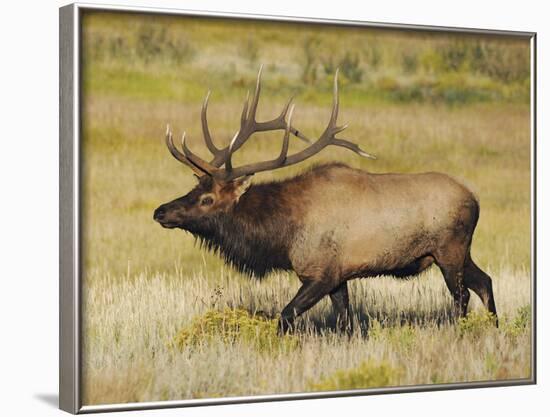 Male Elk Bugling: Moraine Park, Rocky Mountain National Park, Colorado, USA-Michel Hersen-Framed Photographic Print