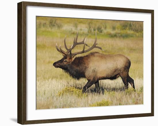 Male Elk Bugling: Moraine Park, Rocky Mountain National Park, Colorado, USA-Michel Hersen-Framed Photographic Print