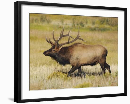 Male Elk Bugling: Moraine Park, Rocky Mountain National Park, Colorado, USA-Michel Hersen-Framed Photographic Print