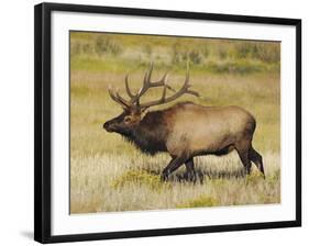 Male Elk Bugling: Moraine Park, Rocky Mountain National Park, Colorado, USA-Michel Hersen-Framed Photographic Print