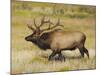 Male Elk Bugling: Moraine Park, Rocky Mountain National Park, Colorado, USA-Michel Hersen-Mounted Photographic Print