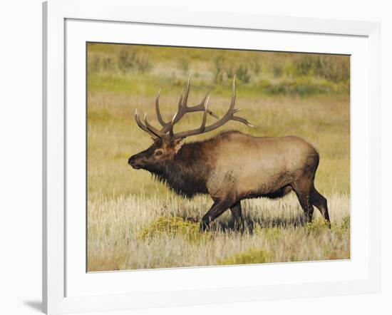 Male Elk Bugling: Moraine Park, Rocky Mountain National Park, Colorado, USA-Michel Hersen-Framed Photographic Print