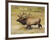 Male Elk Bugling: Moraine Park, Rocky Mountain National Park, Colorado, USA-Michel Hersen-Framed Photographic Print