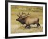 Male Elk Bugling: Moraine Park, Rocky Mountain National Park, Colorado, USA-Michel Hersen-Framed Photographic Print