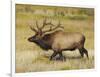 Male Elk Bugling: Moraine Park, Rocky Mountain National Park, Colorado, USA-Michel Hersen-Framed Photographic Print